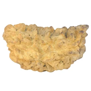 1 Mukhi Rudraksha 38.6mm 3.02gm - Rudraksha