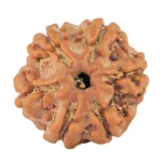 6 Mukhi Rudraksha 19.4mm 2.92gm - Rudraksha