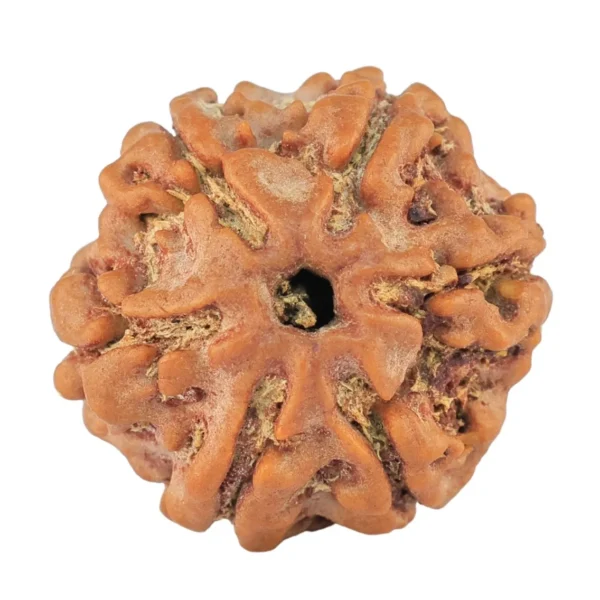 6 Mukhi Rudraksha 19.4mm 2.92gm - Rudraksha