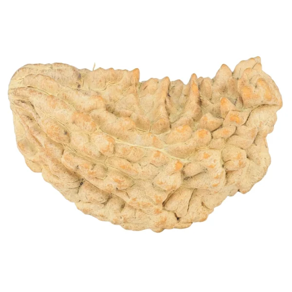 1 Mukhi Rudraksha 36.6mm 4.82gm - Rudraksha