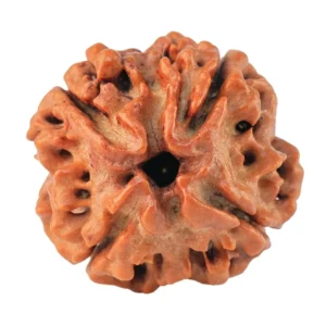4 Mukhi Rudraksha 20mm 3gm - Rudraksha