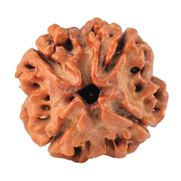 4 Mukhi Rudraksha 20mm 3gm - Rudraksha