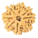 8 Mukhi Rudraksha 25.4mm 3.76gm - Rudraksha