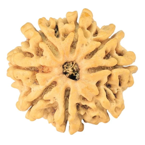 8 Mukhi Rudraksha 25.4mm 3.76gm - Rudraksha