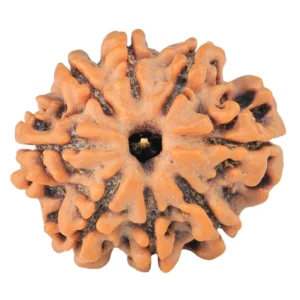 8 Mukhi Rudraksha 21.2mm 3.07gm - Rudraksha