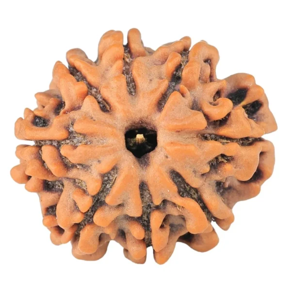 8 Mukhi Rudraksha 21.2mm 3.07gm - Rudraksha