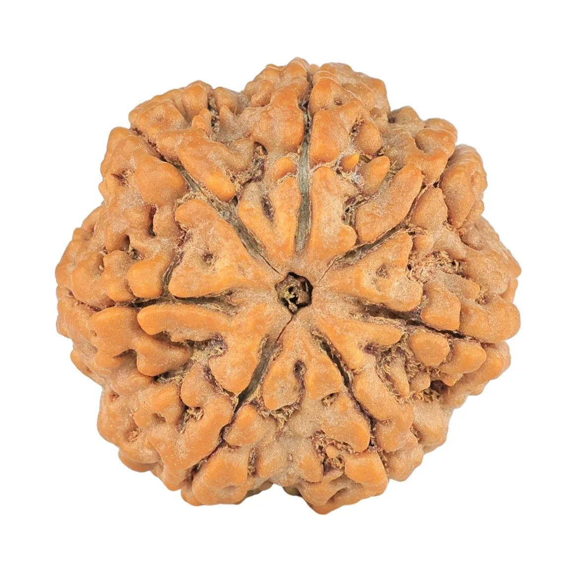 7 Mukhi Rudraksha 28.2mm 7.71gm