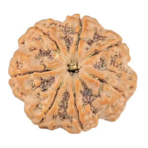 7 Mukhi Rudraksha 27.8mm 7.27gm - Rudraksha