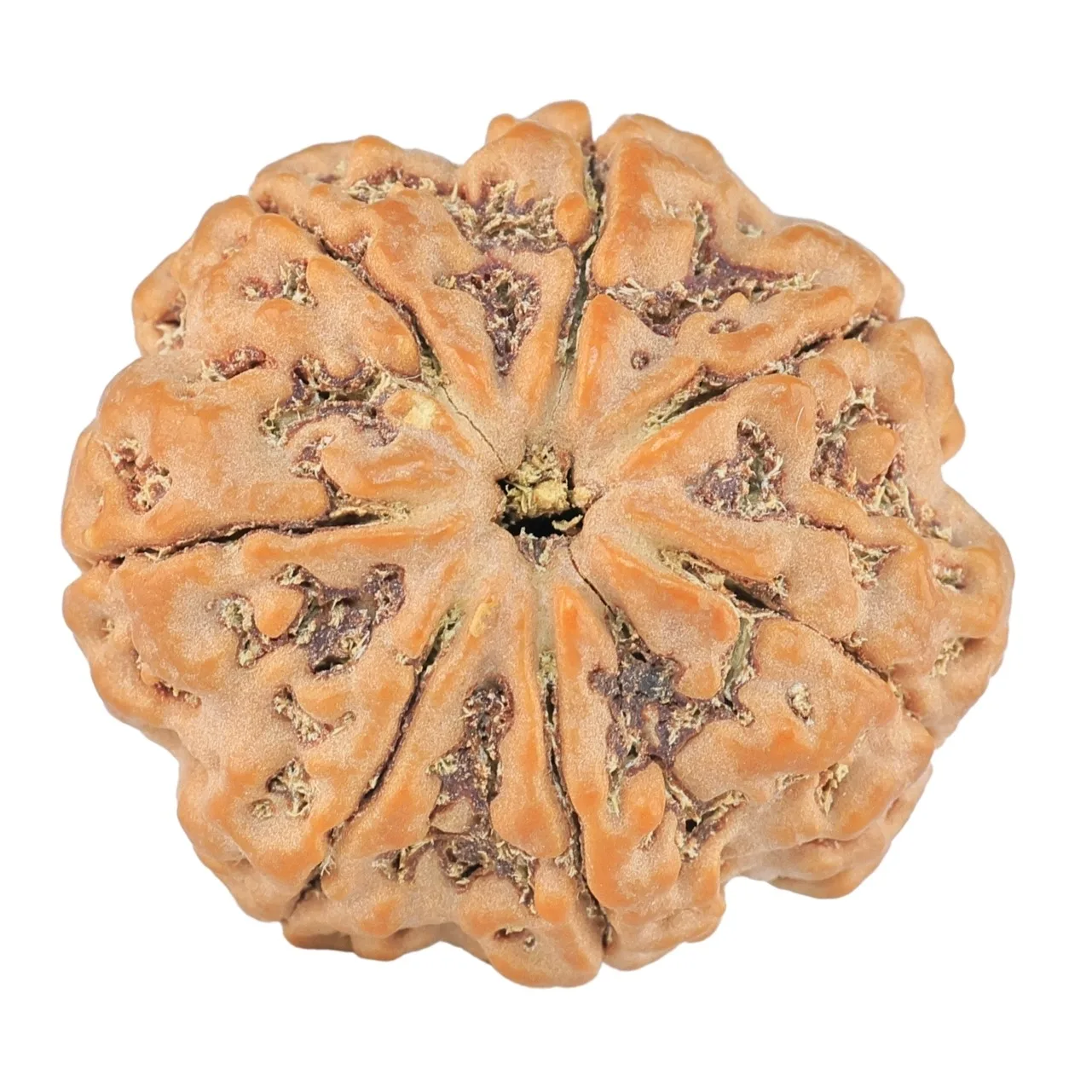 7 Mukhi Rudraksha 27.8mm 7.27gm