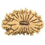 19 Mukhi Rudraksha 21.3mm 1.16gm - Rudraksha