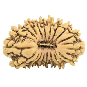 19 Mukhi Rudraksha 21.3mm 1.16gm - Rudraksha