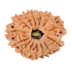 14 Mukhi Rudraksha 22mm 2.49gm - Rudraksha