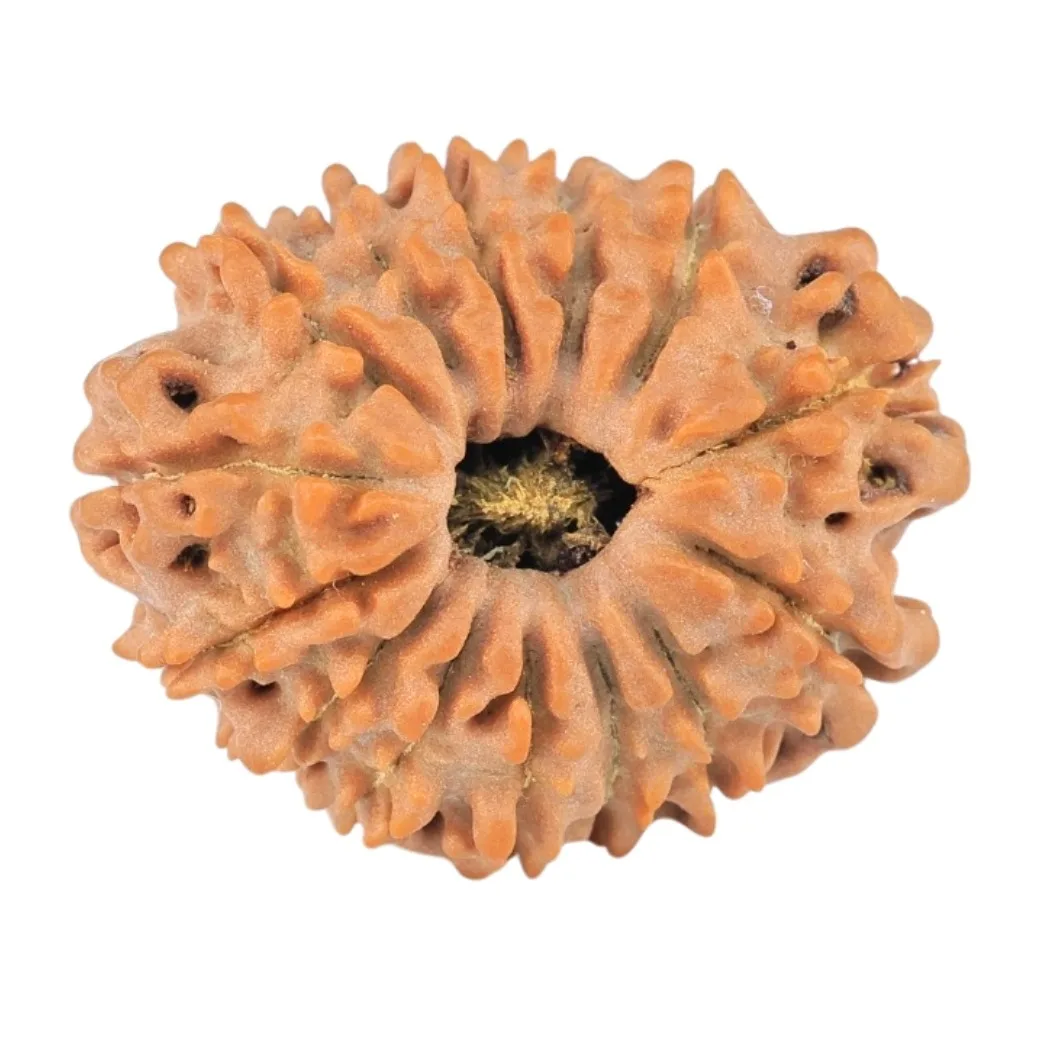 14 Mukhi Rudraksha 22mm 2.49gm - Rudraksha