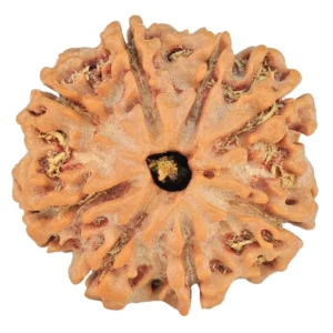 8 Mukhi Rudraksha 21.3mm 3.31gm - Rudraksha