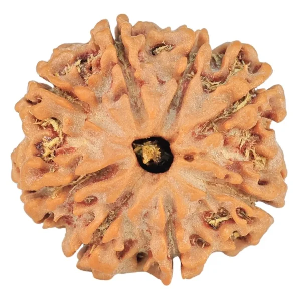 8 Mukhi Rudraksha 21.3mm 3.31gm - Rudraksha