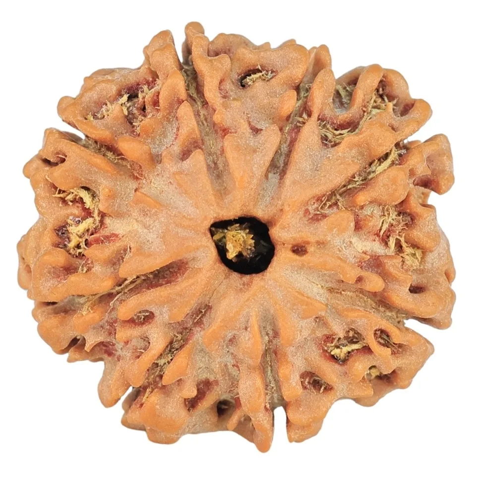 8 Mukhi Rudraksha 21.3mm 3.31gm - Rudraksha