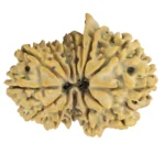 14 MK GS With Ganesh 31mm 4.77gm - Rudraksha