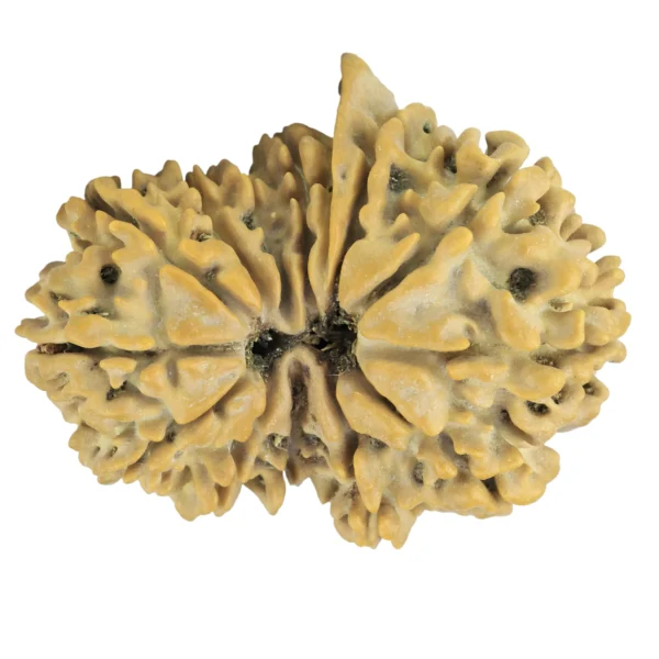 14 MK GS With Ganesh 31mm 4.77gm - Rudraksha