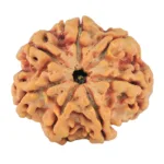 7 Mukhi Rudraksha 27.1mm 5.85gm - Rudraksha