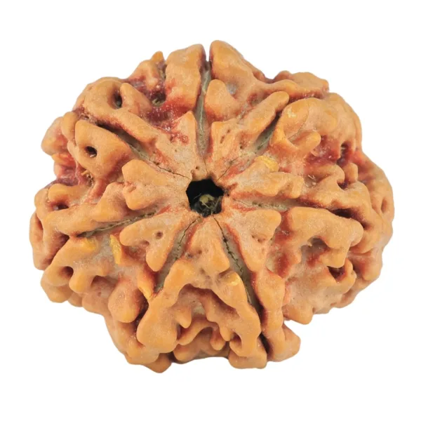 7 Mukhi Rudraksha 27.1mm 5.85gm - Rudraksha