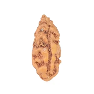 1 Mukhi Rudraksha 12.9mm 0.19gm - Rudraksha