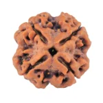 4 Mukhi Rudraksha 21.5mm 4.43gm - Rudraksha
