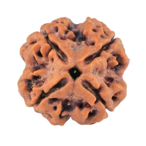 4 Mukhi Rudraksha 21.5mm 4.43gm - Rudraksha