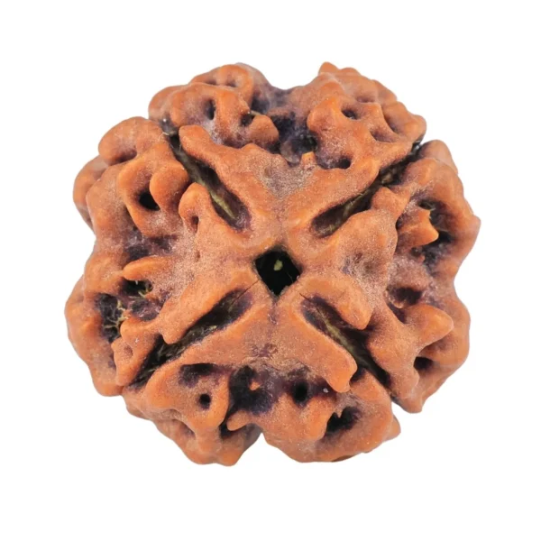 4 Mukhi Rudraksha 21.5mm 4.43gm - Rudraksha