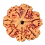 7 Mukhi Rudraksha 26.7mm 6.23gm - Rudraksha
