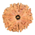 8 Mukhi Rudraksha 20.4mm 2.78gm - Rudraksha