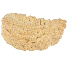 1 Mukhi Rudraksha 37.5mm 5.92gm - Rudraksha