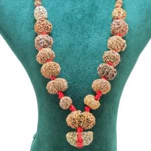 1 to 14 Mukhi Rudraksha Mala ( Siddha Mala ) - Certificate: DCL/2026/B/0127 - Rudraksha Zoom Image