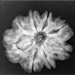 8 Mukhi Rudraksha 24.1mm 3.89gm - Xray
