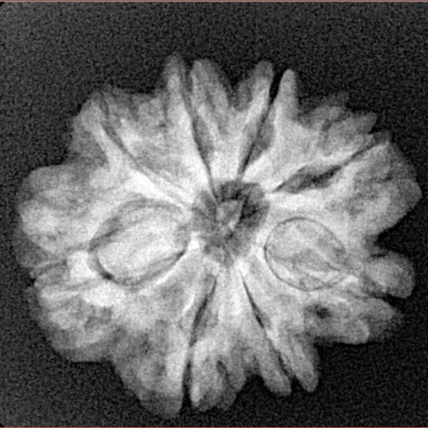 8 Mukhi Rudraksha 24.1mm 3.89gm - Xray