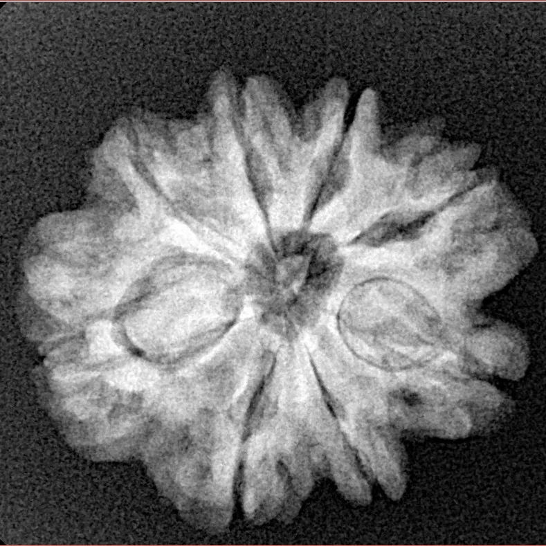8 Mukhi Rudraksha 24.1mm 3.89gm - Xray