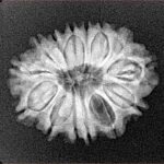 14 Mukhi Rudraksha 22.9mm 2.81gm - Xray