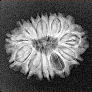 14 Mukhi Rudraksha 22.9mm 2.81gm - Xray