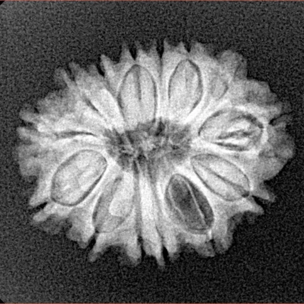 14 Mukhi Rudraksha 22.9mm 2.81gm - Xray