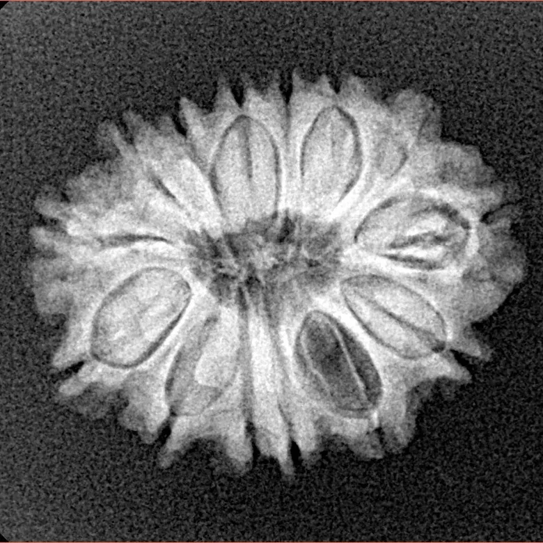 14 Mukhi Rudraksha 22.9mm 2.81gm - Xray