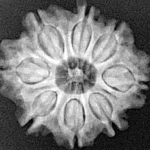 8 Mukhi Rudraksha 23.5mm 3.7gm - Xray