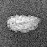 1 Mukhi Rudraksha 12.3mm 0.24gm - Origin: Indonesia - Xray