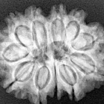 11 Mukhi Rudraksha 26.6mm 4.4gm - Xray