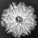 8 Mukhi Rudraksha 21.8mm 3.7gm - Xray