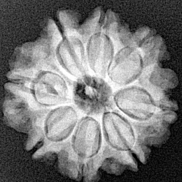 8 Mukhi Rudraksha 21.8mm 3.7gm - Xray