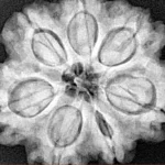 7 Mukhi Rudraksha 28.8mm 7gm - Xray