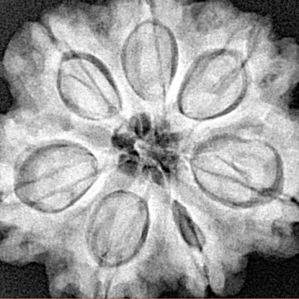 7 Mukhi Rudraksha 28.8mm 7gm - Xray