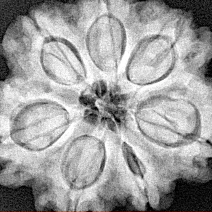 7 Mukhi Rudraksha 28.8mm 7gm - Xray