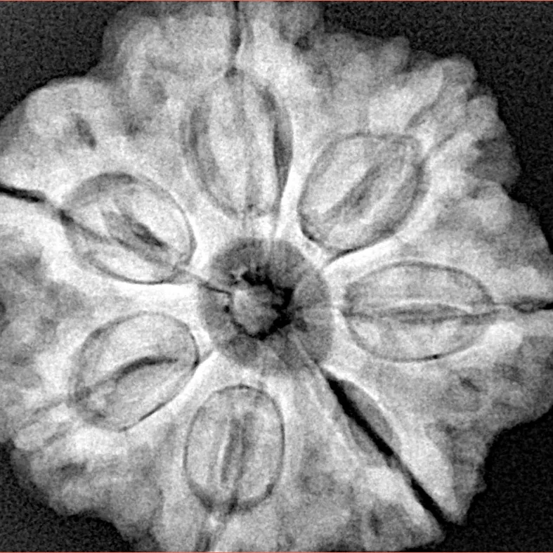 7 Mukhi Rudraksha 27.7mm 7.78gm - Xray