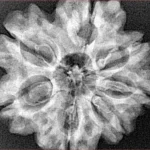 7 Mukhi Rudraksha 28.9mm 5.07gm - Xray