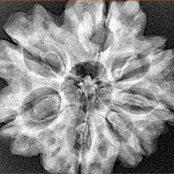 7 Mukhi Rudraksha 28.9mm 5.07gm - Xray